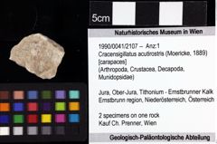 Foto (Objket + Etiketten) von Cracensigillatus acutirostris (Moericke, 1889) 